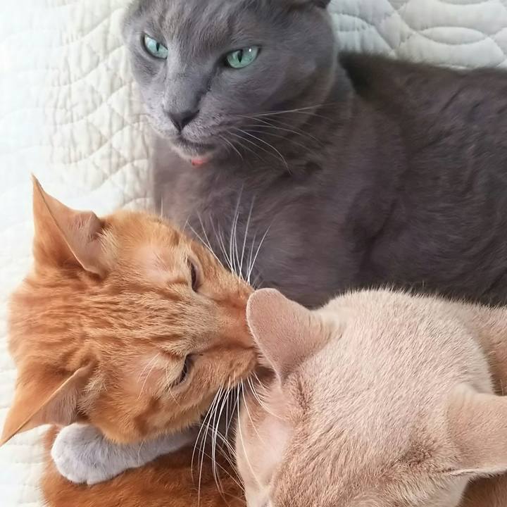 1f6f1c90 2eb3 4ca1 8481 0ba4a9f4a191