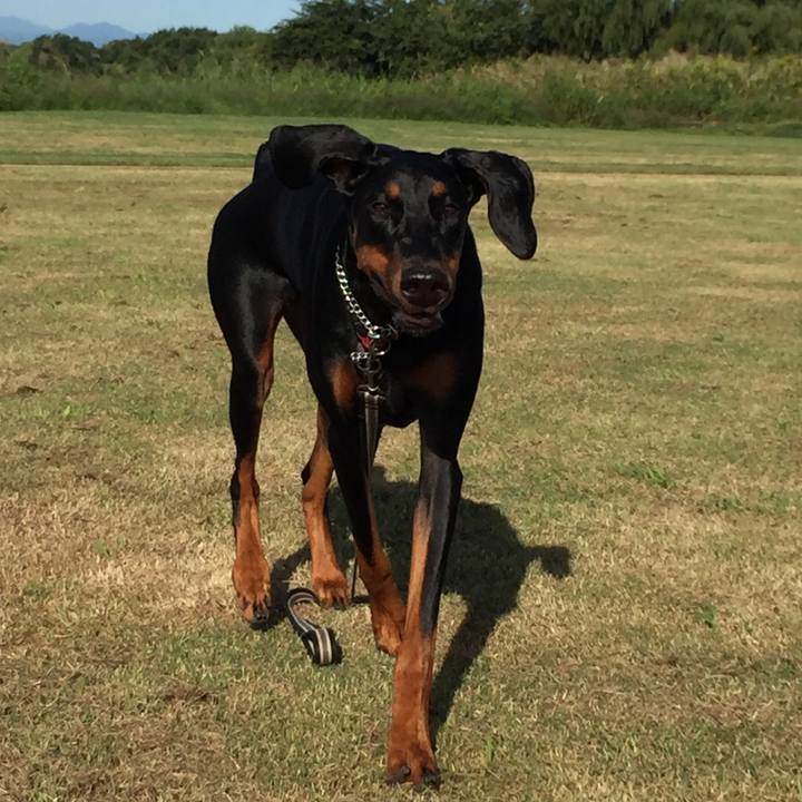 1f7038f7 de26 42b1 a19c 450482b0bf33