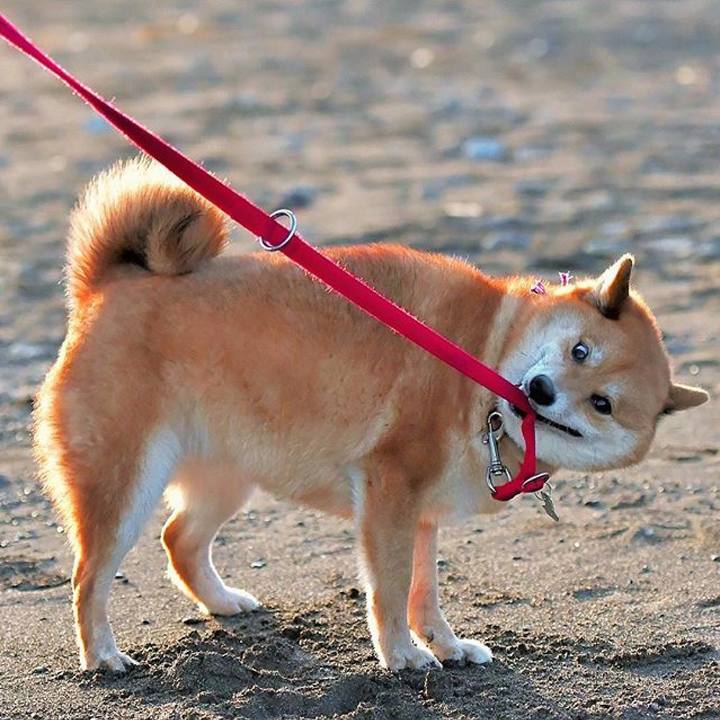 1f7c6736 83ab 47be 8ed3 d54b8d2b8bd4