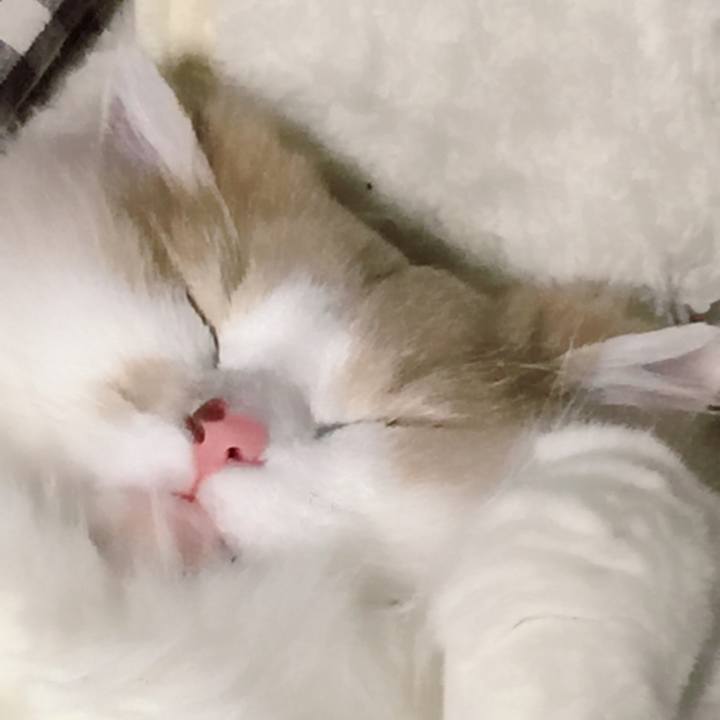 1f948533 5a0c 4d1d 8eb9 d289432034c5