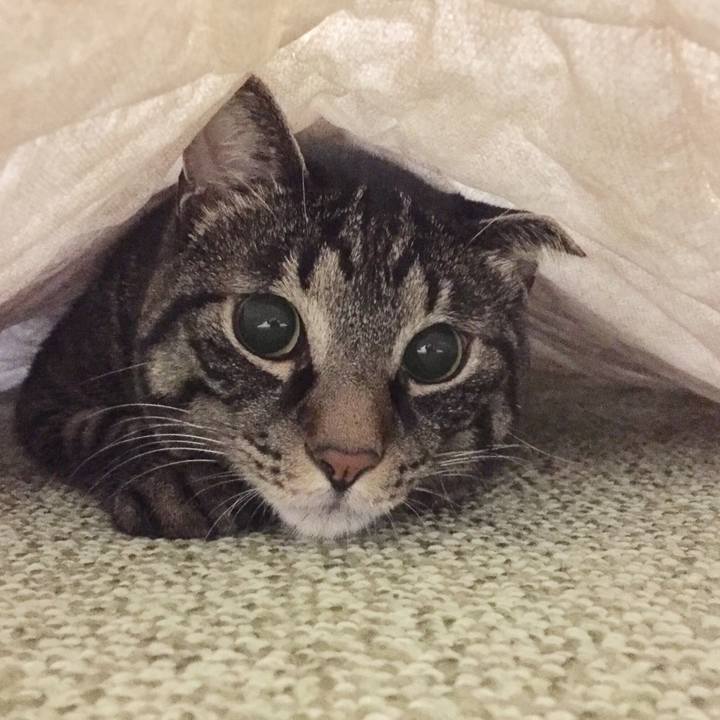 1fa64c9e 360f 4d0c 9192 ee3698633620