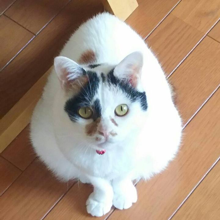 1faa51f3 8341 4d5f b4f6 f2ce1e94bee0