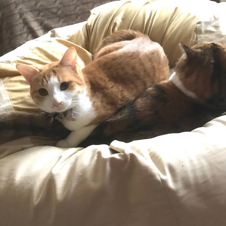 1fae8c52 a397 4c84 aa6d b4f45525cfda