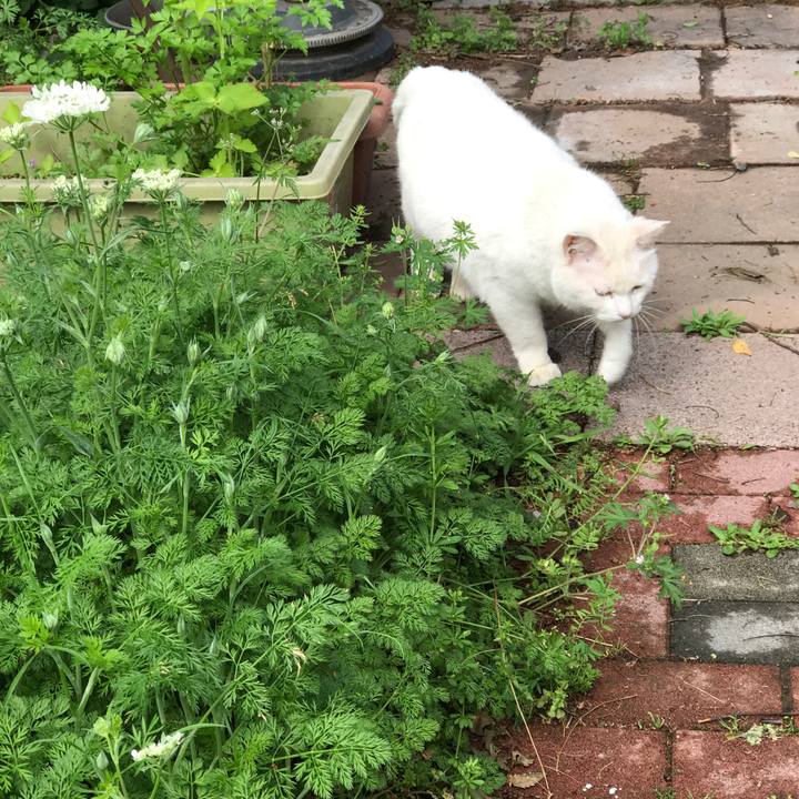 1faf10ca d539 45cb 8a16 dbf8e796ad17