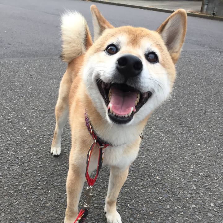 1fc4e32a 69ff 431a 93af 335d5f68b584