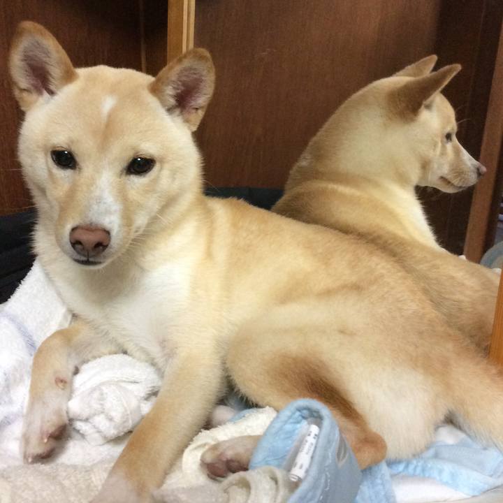 1fc55f40 ece2 46b0 9915 4ae33ee0f41e