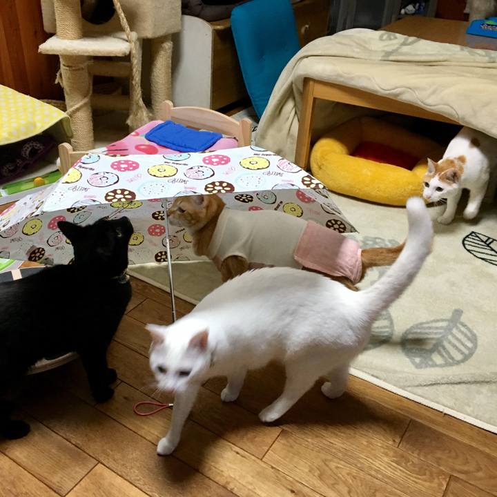 1fc86f96 fa5b 43bd a83d 843db6dfa83c