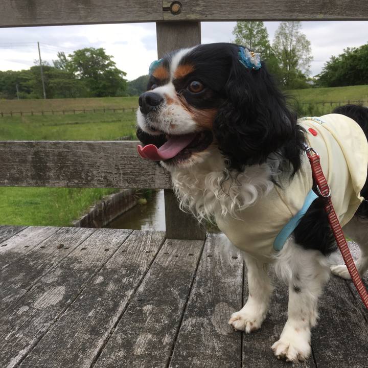 1fcc3230 3861 4074 bf08 1d6a4b1ffb23