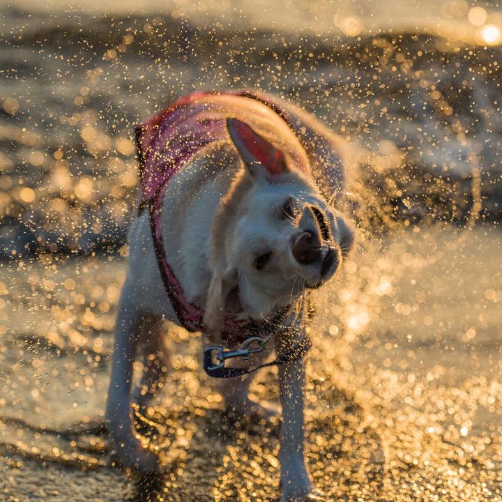 1fd00bff 78e0 4d03 95d0 3f63e29d409a