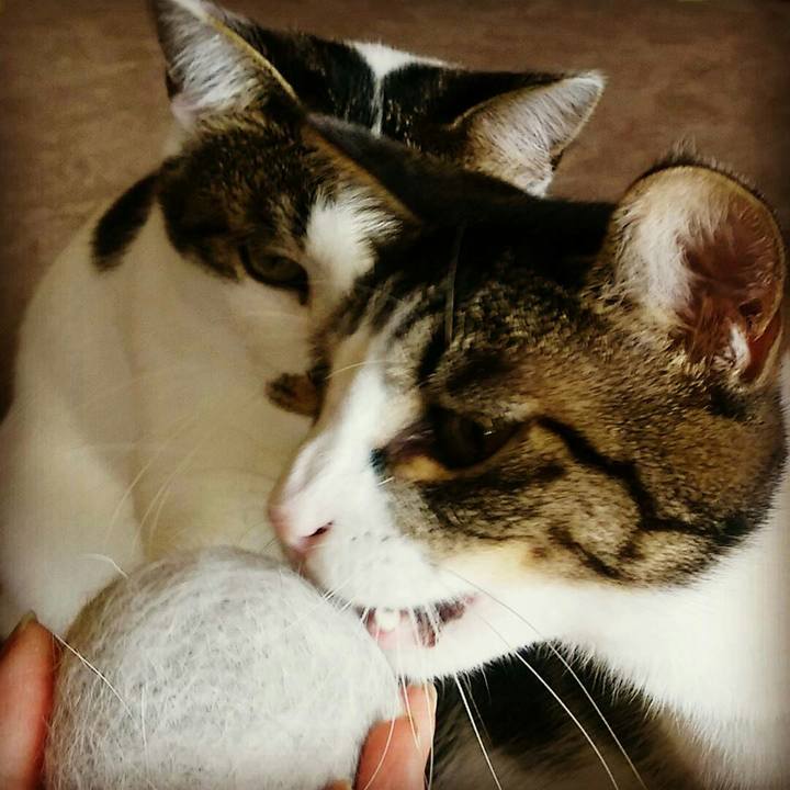 1fd5c7e1 21c1 4213 a9b8 789b38808ccf