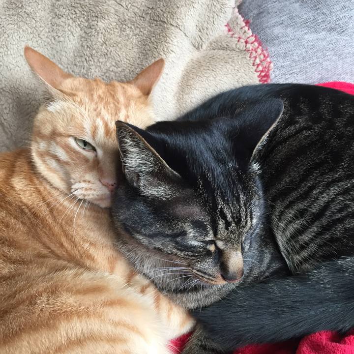 1fde8372 4760 44f6 a5b1 2651e1a7d268