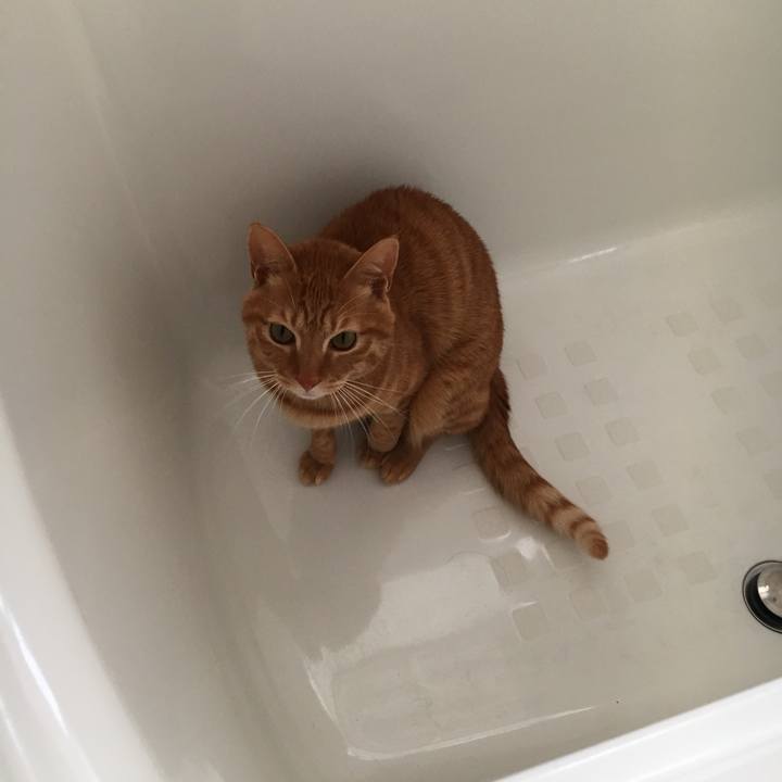 1fe070ea 0912 4f90 a433 b2857689c9c8