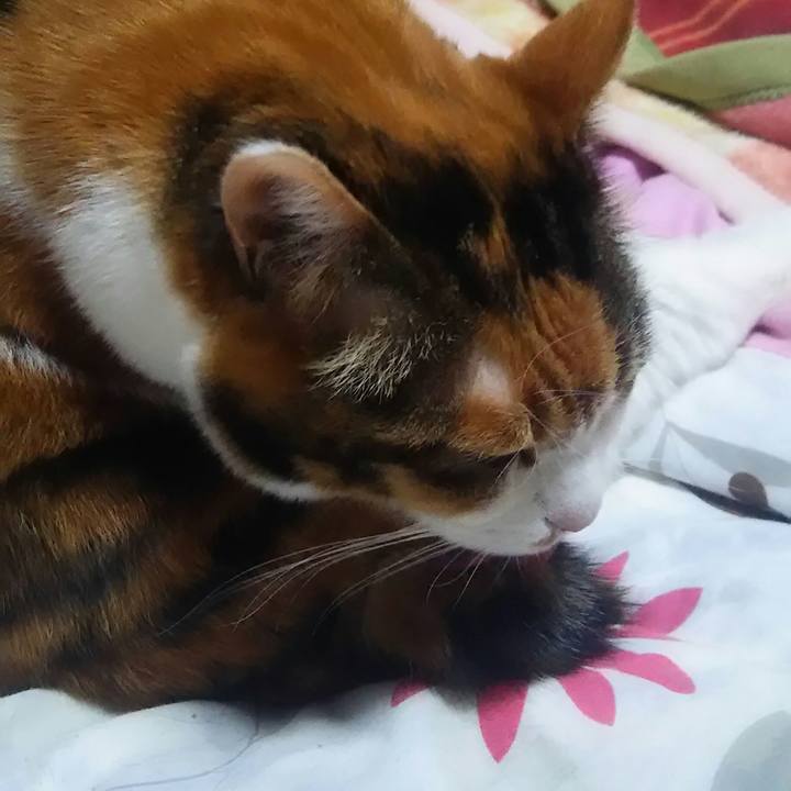 1fe1e5d1 3b56 4d90 8654 d17680088a33