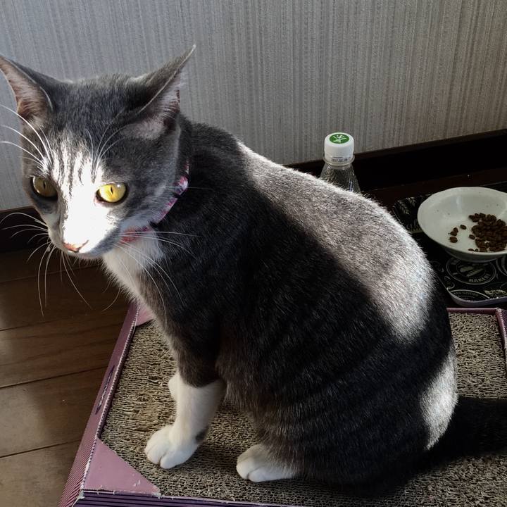 1fef536f aa60 4551 85d0 28c095141b80