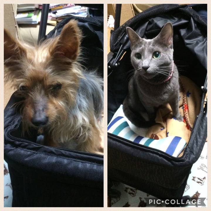 1ff3847f c7c7 4bc4 9ea6 4244addda8a7