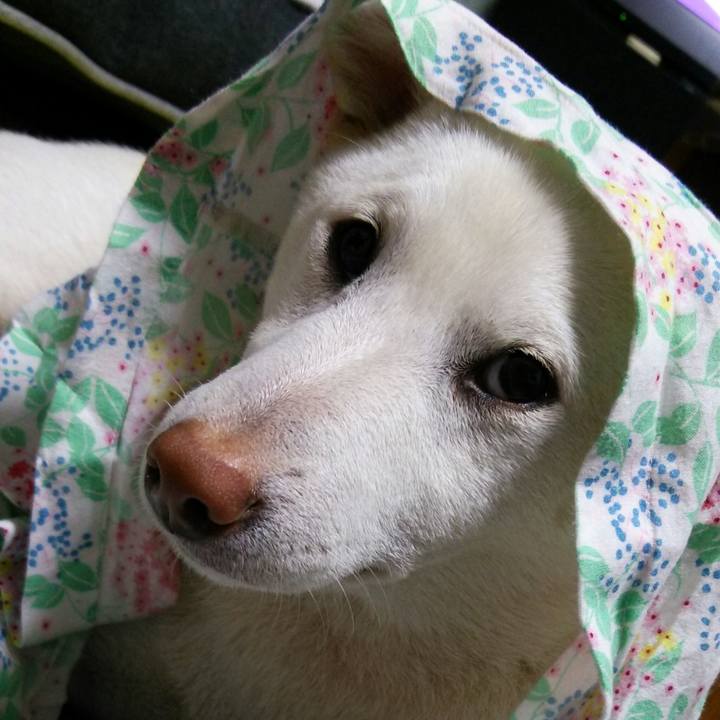 2032fba0 e08a 4d1e 86c9 9f731c28cb83