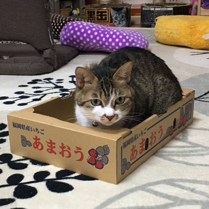 20343b39 257f 45ea 8c5a 3861655e04cf