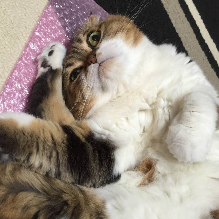 203de5d3 7757 480c a43f 8485371e9530