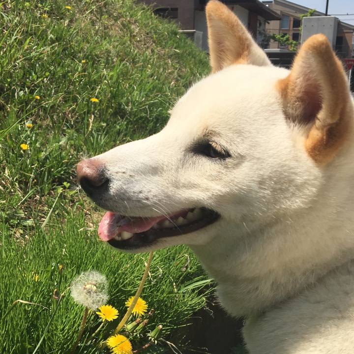 205526a9 c255 49fb a1c8 8b03899bf18f