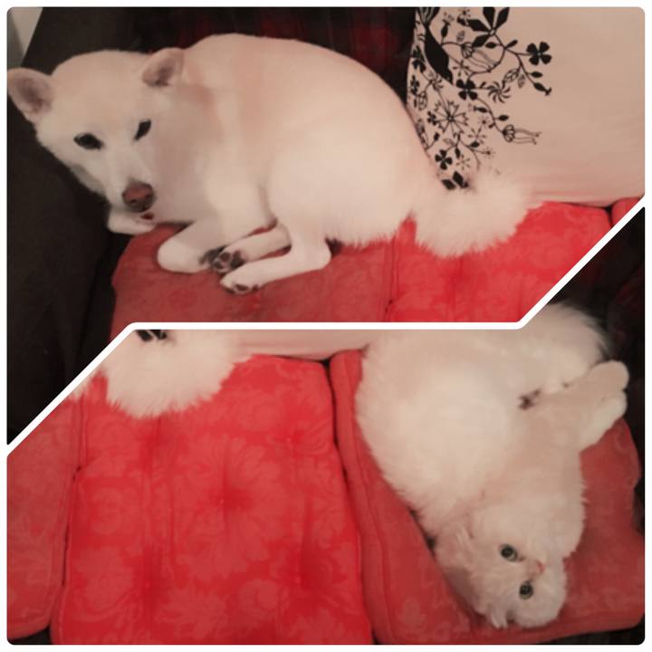 205722b3 3dd5 4528 8075 88bc2a2eaeec