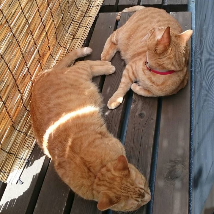 205fa3de 8a9d 4fa8 bbea b8b51fd9840a