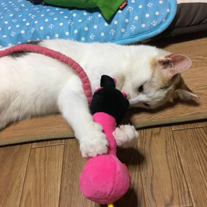 20652456 202a 477b 837a 72cbf5cc9bb1