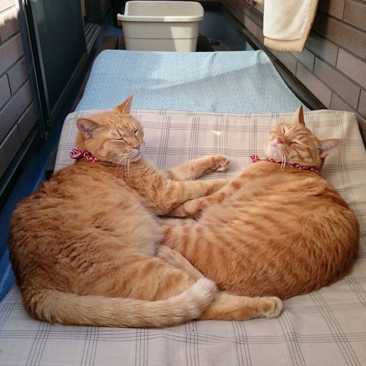 2086c285 11e5 41b7 a154 db28d9403c0d