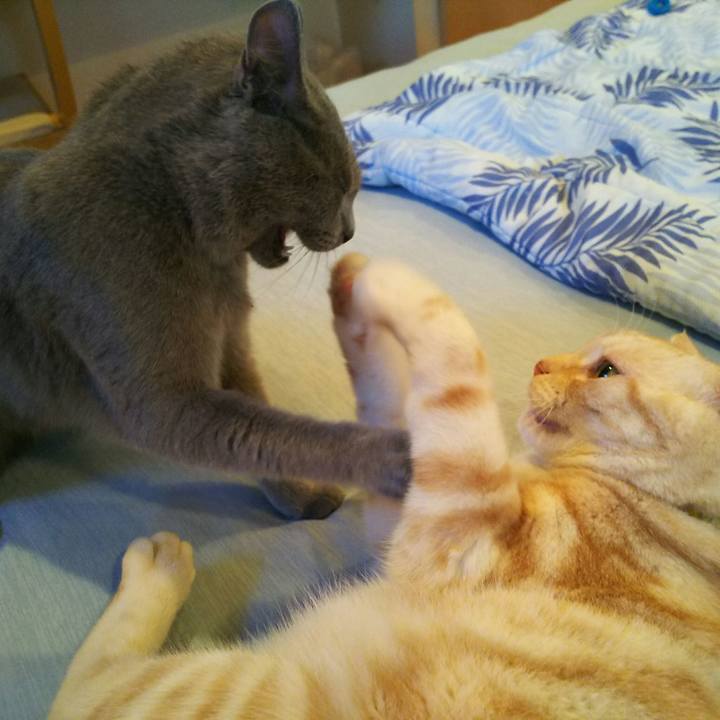 208e00a4 7580 4e7b a421 f9ae60af60df