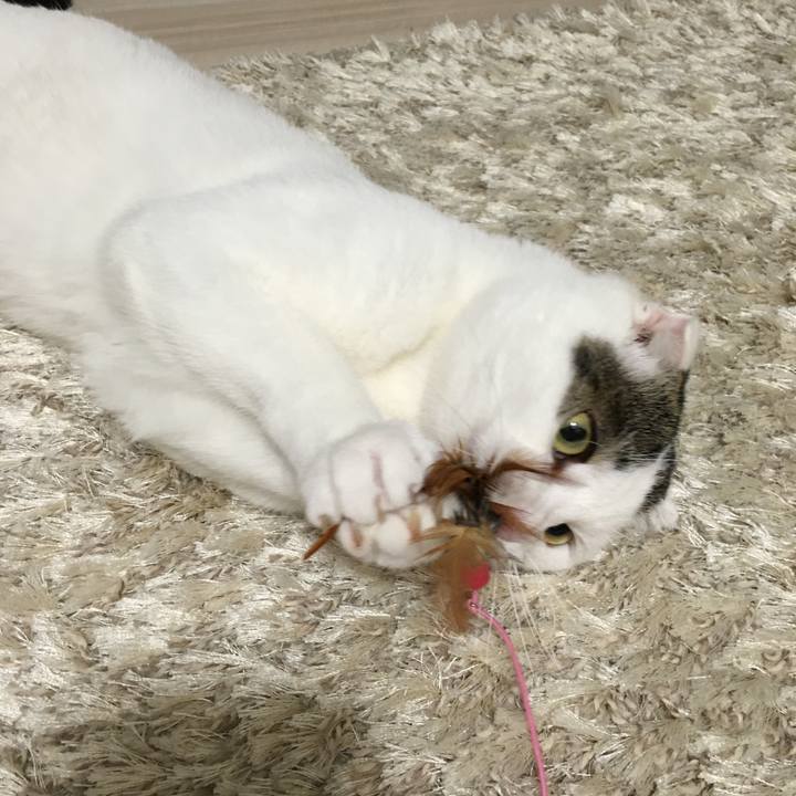 20921050 c141 435c 9985 4d808cd69eac