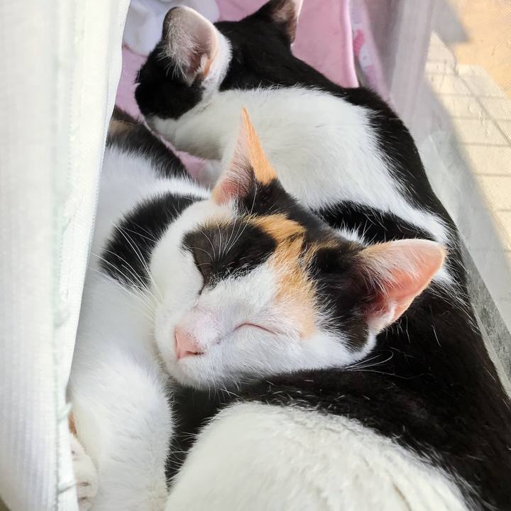 20a0b6a1 f196 4180 8cf7 2a79d5f1399d