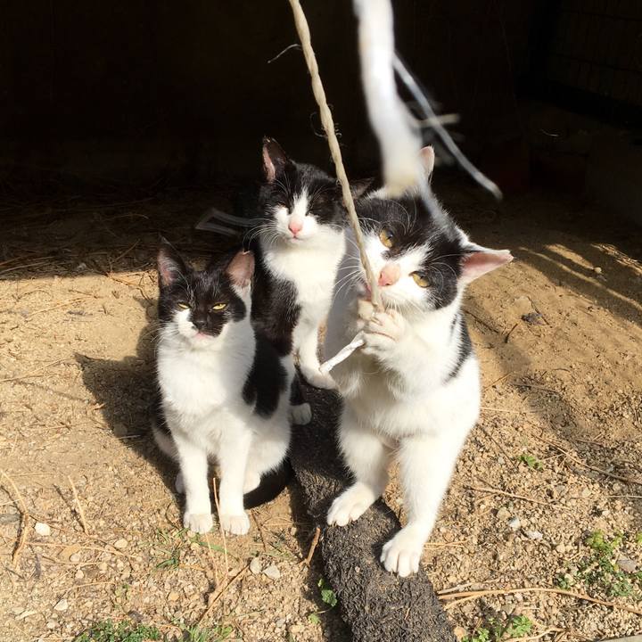 20a2d448 4b6d 43c0 9a3e 24409c372240