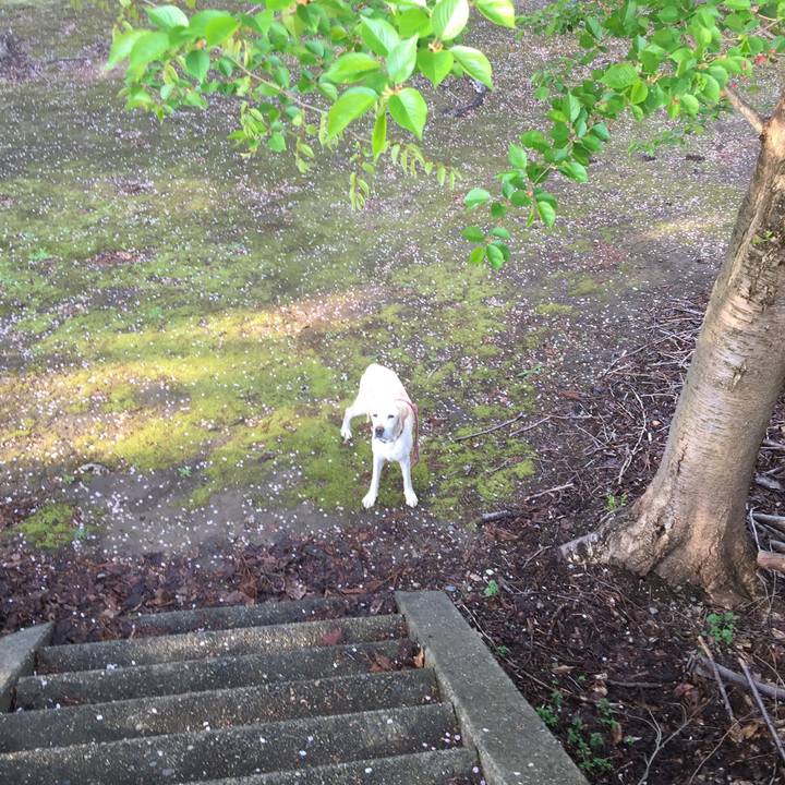 20ace368 1cfd 4561 9157 d1d3308cb3e1