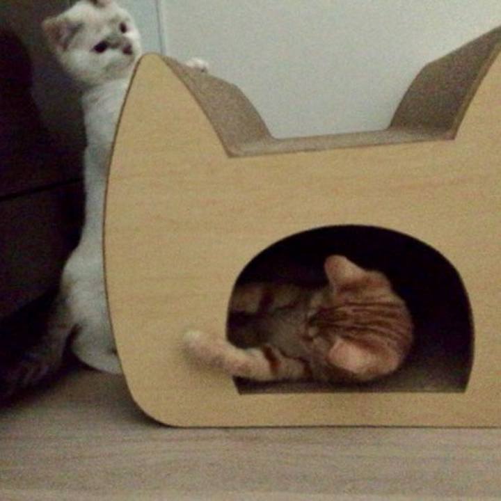 20afec64 5446 4dd9 8777 ad04ef785338