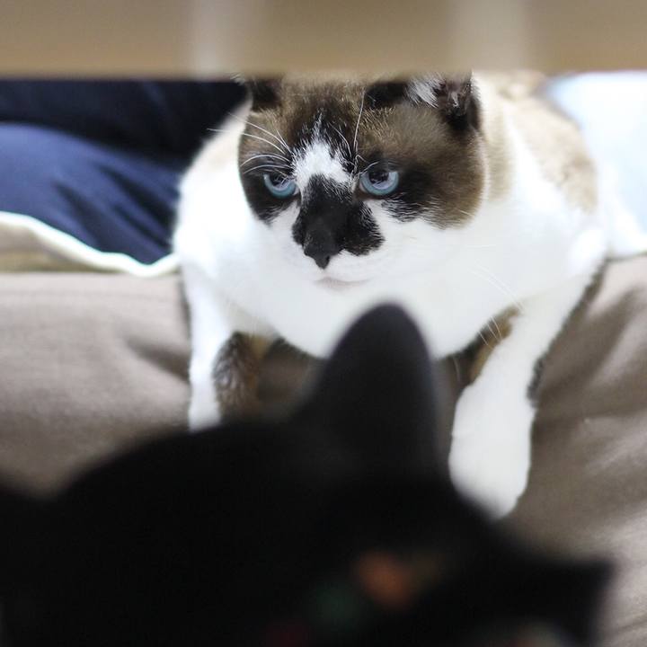 20bf5c68 cc52 44a1 82f9 9c90aae0b1d2