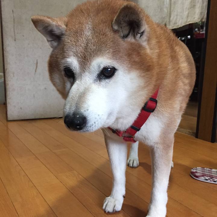 20c4d7f4 61a1 4f54 853a e6788ee42c09