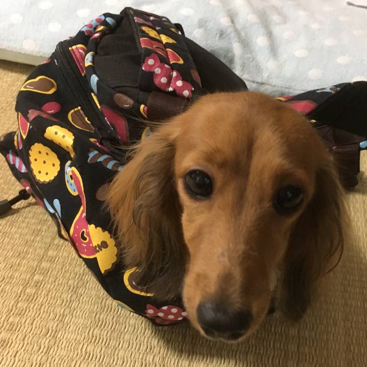 20c733cd 6e5b 43cc 8802 4590541981ef