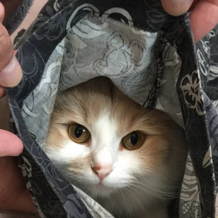 20c90832 50bc 485f 8301 502142fd6fb4