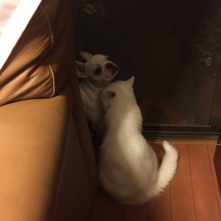 20d954e8 ed0e 4ebf ab3b 39c4d00490df