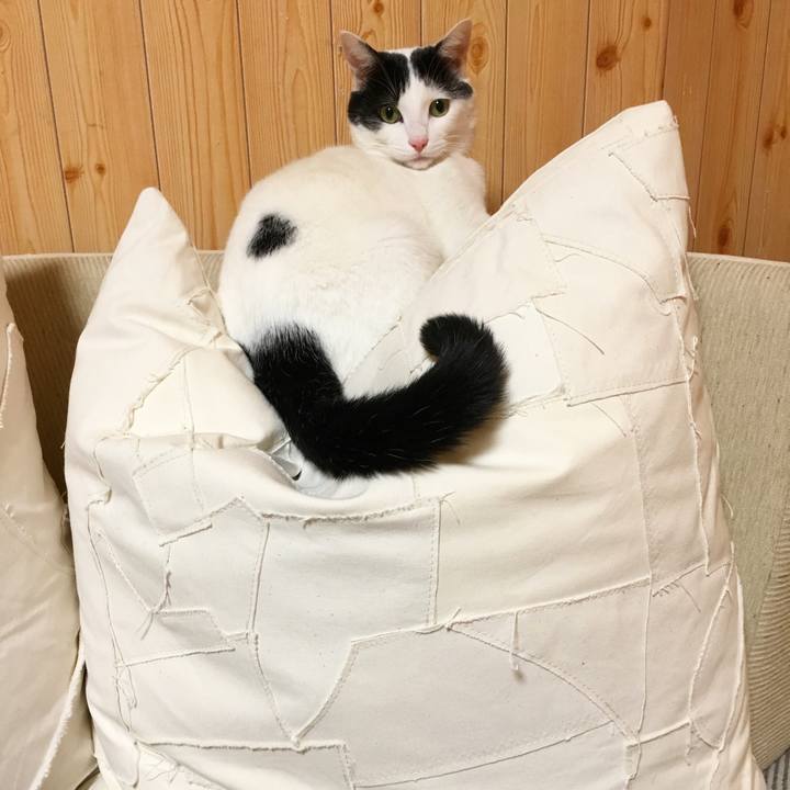 20fdda16 4cf4 4d80 a7b4 35db36d9e3d2