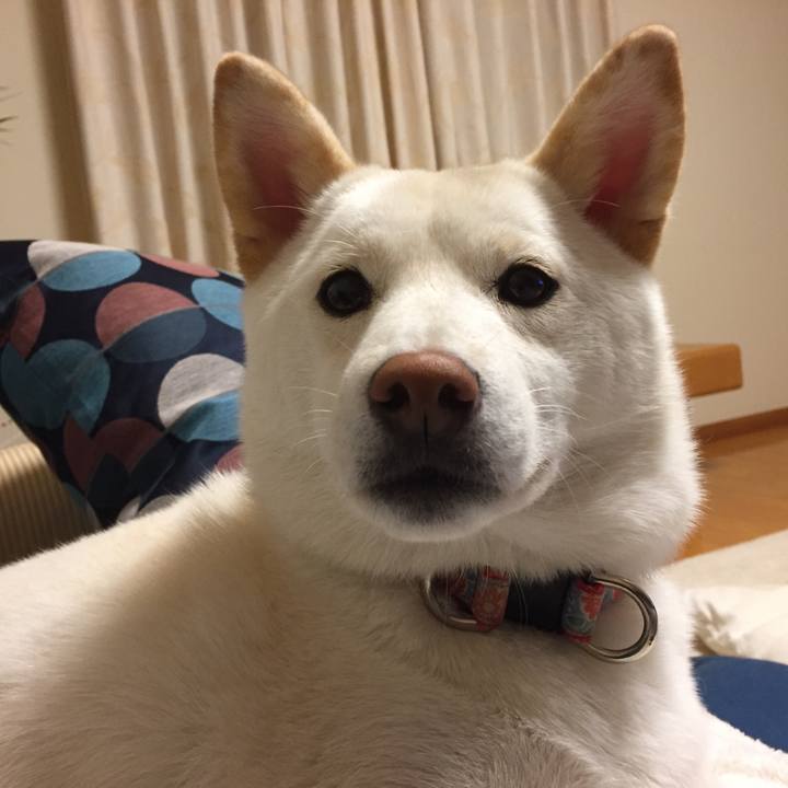 211f4f0b 127d 42de 96bd 7e1b59515d41