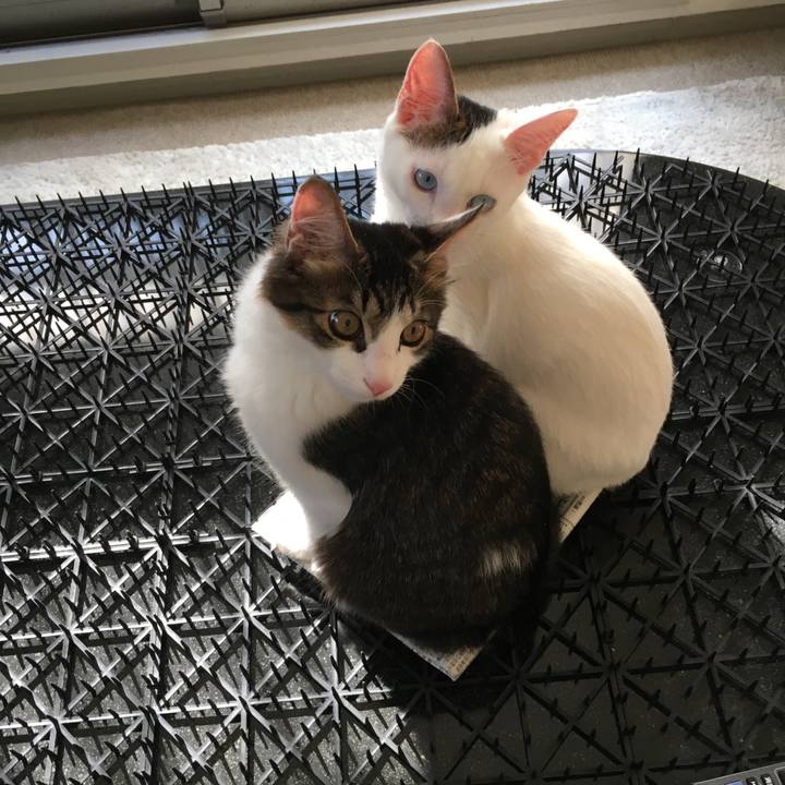 211fba3a bf83 4346 8085 109048cc1125