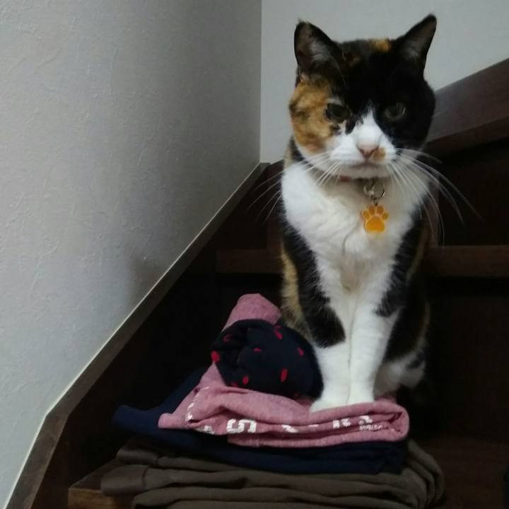 212770d1 019d 4e17 84c7 4aec6615c439