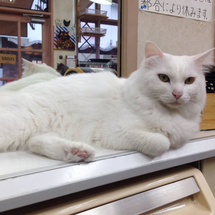 213201ab 0303 4386 9375 5aa429b4b950