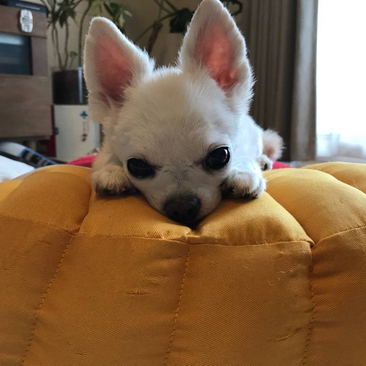 2149a5af f1dd 4e59 81df e6a5d3f4c251