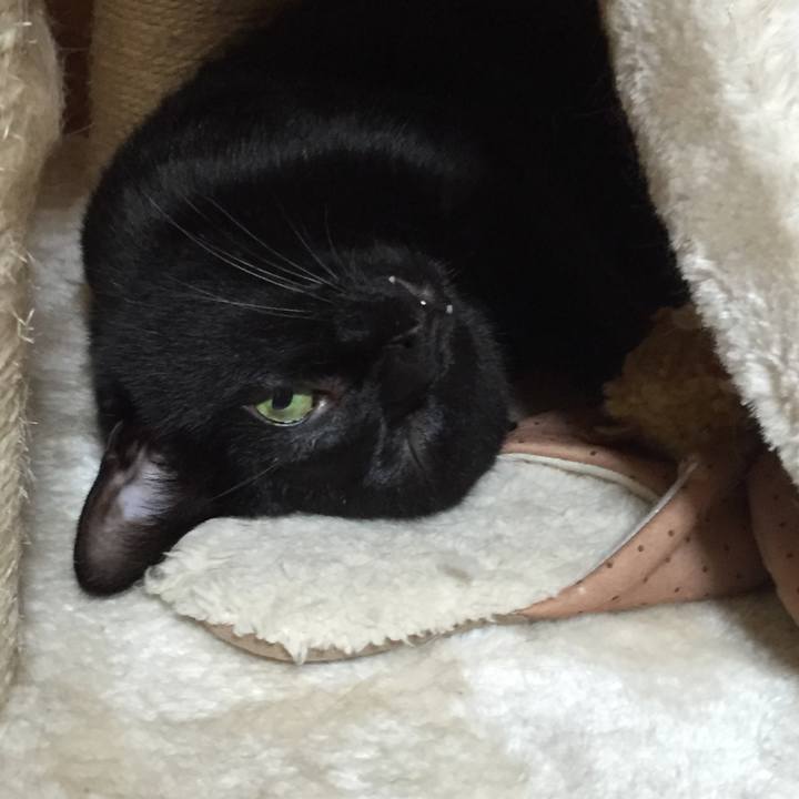 21558a61 54a7 4f7d 9b48 5b319b5beca9