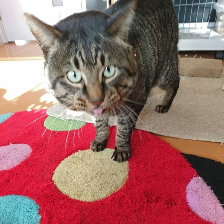 215b0c1c 1190 422c bd61 d9a050893fa7