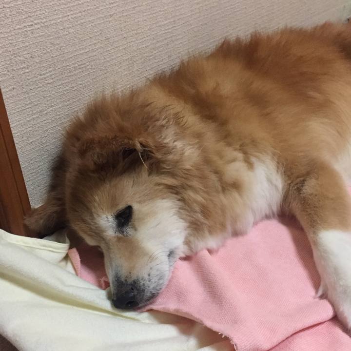 215cfd8a 4f0c 4dfe b537 cbfaafb6248b