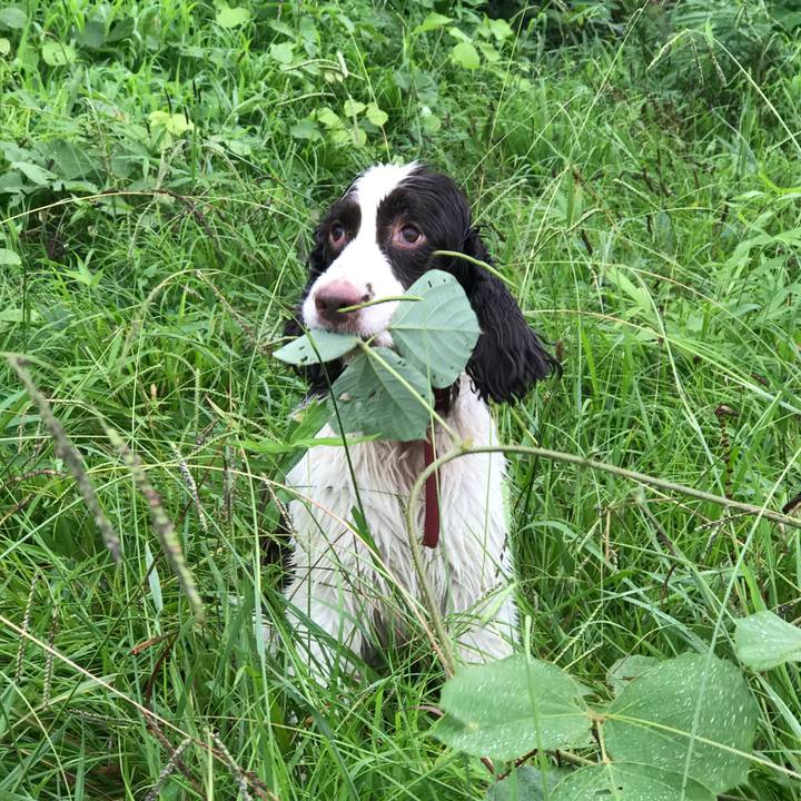 2166ec87 fce4 4096 bb5e ec58df9ef225