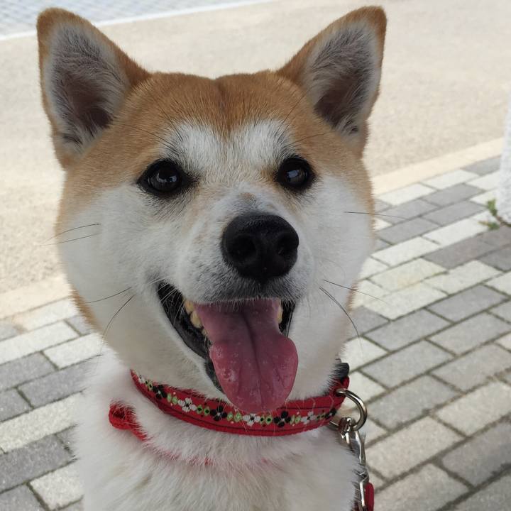 216ed5f2 67b0 4c55 b59d 85dcf408c1ae