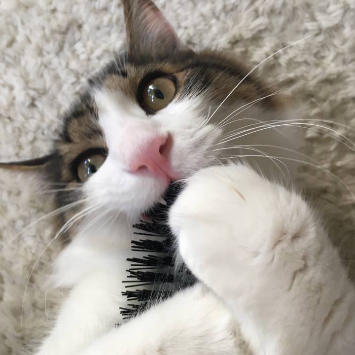 216eef15 d906 4d4f bf8f 715c4207b142